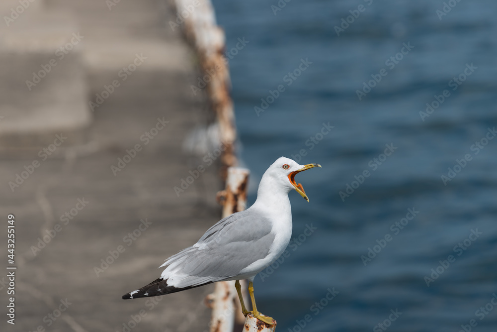 seagull with beak and tongue showing on a pier seagull with beak and tongue showing on a pier