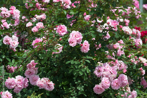 pink roses in a rose garden