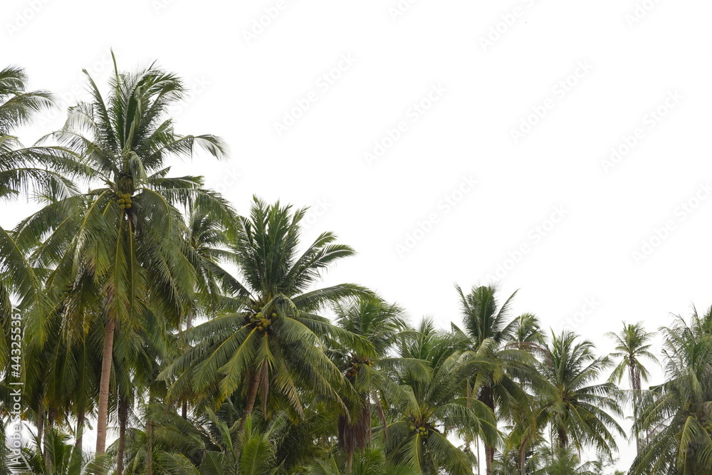 Coconut palm trees tropical view Coconut palm trees tropical view