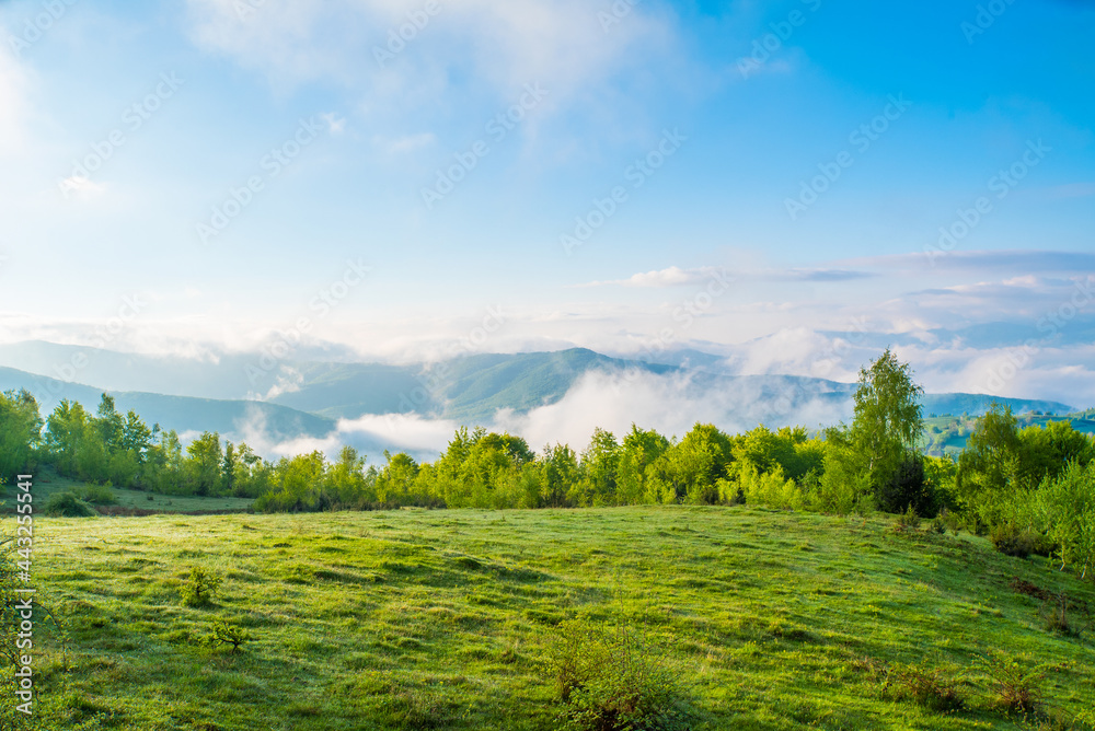 Obraz premium field covered with grass near the forest and mountains in the fog with blue sky at sunrise on a summer day. Landscape of mountains in the fog.