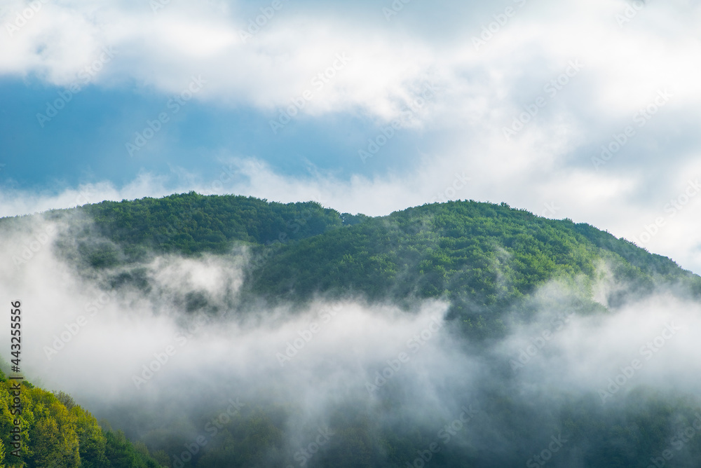 the mountain is covered with dense forest in the morning mist at sunrise.