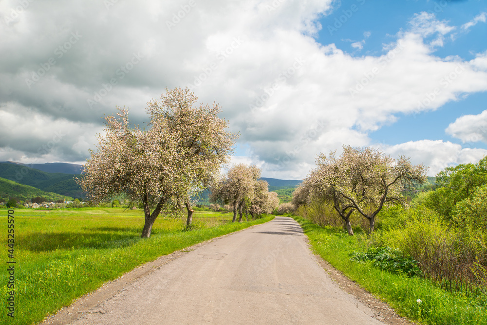 beautiful road with flowering trees leading to the village near the field and the blue sky with clouds.