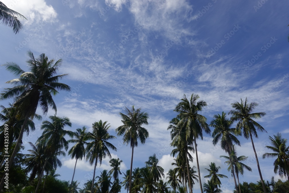 Coconut palm trees tropical view Coconut palm trees tropical view