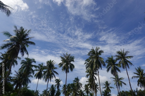 Coconut palm trees tropical view © Y U K C U T E