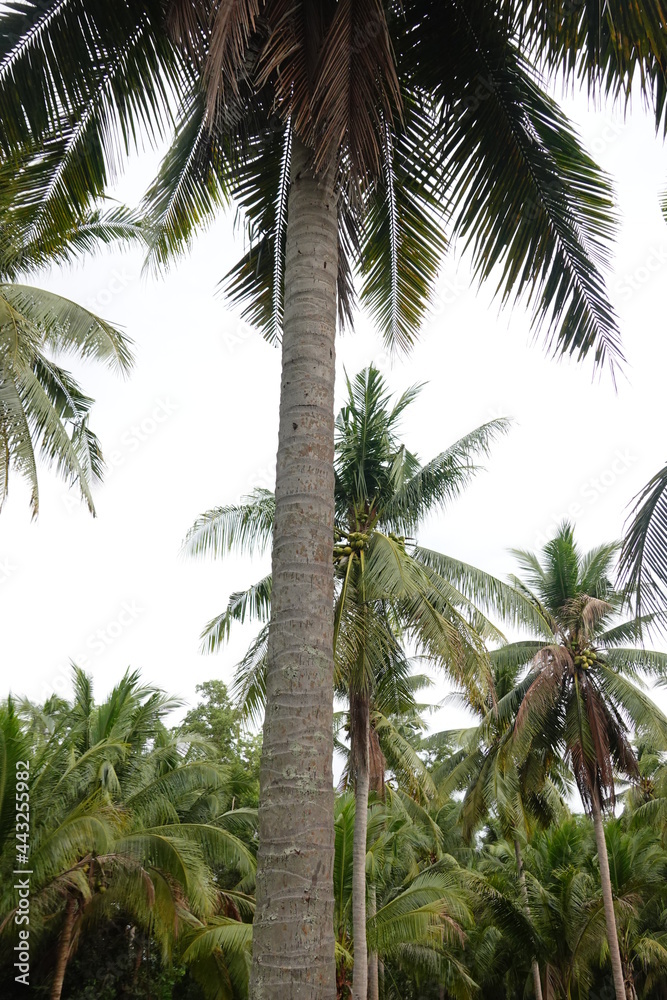 Obraz premium Coconut palm trees tropical view