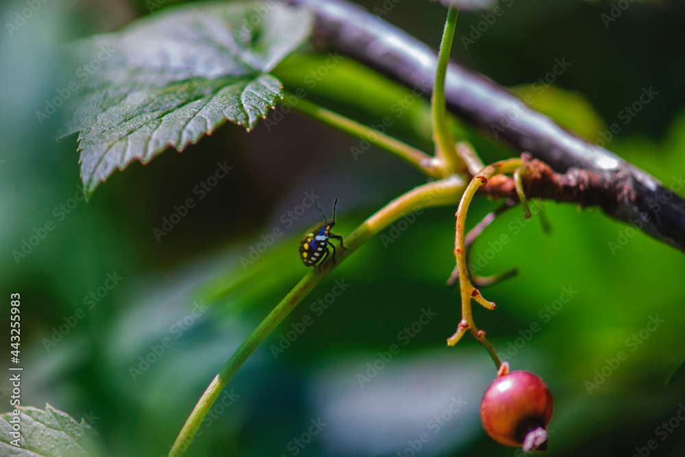 ladybug on an unusual background ladybug on an unusual background