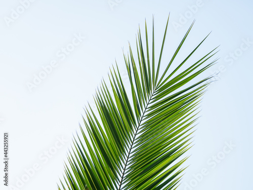 Palm tree leaf on clear blue sky background. Green foliage of tropic tree in sunny day. Sochi  Russia.