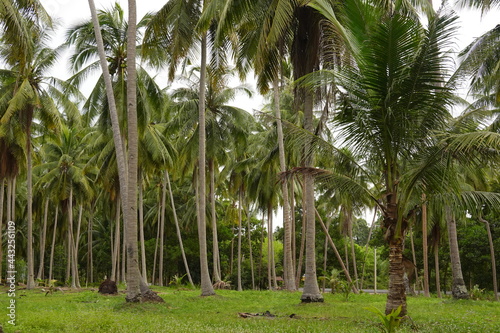Coconut palm trees tropical view