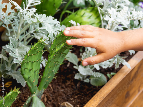 Fotografie Kid touches prickly cactus