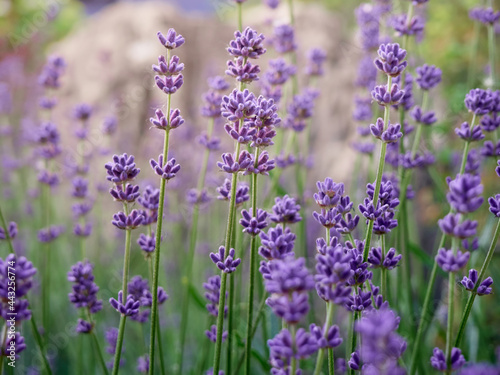 Soft focus on lavender flowers.