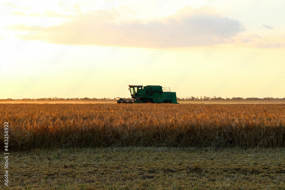 Naklejka premium Combine harvester on an agricultural field against the backdrop of the setting sun