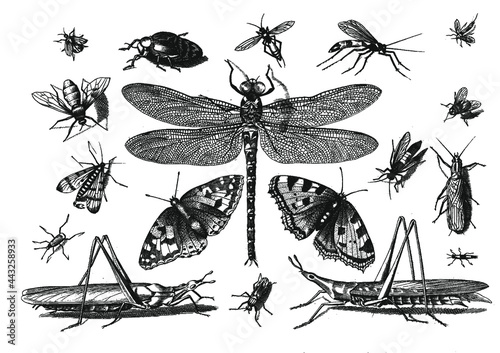 Save the insects! Set of antique drawings of beetles, bugs, flies, butterflies and grasshoppers 