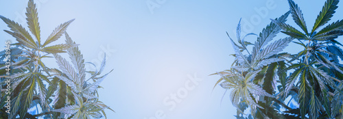 Marijuana leaves, cannabis culture on dark background