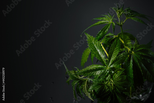 Marijuana leaves, cannabis culture on dark background