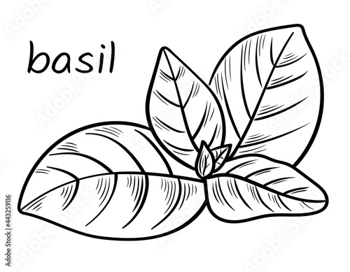 Hand drawn basil branch with leaves. Graphic sketch of a beautiful basil plant, aromatic herb. Engraved illustration of decorative leaves. Black outlines isolated on a white background. Vector. 