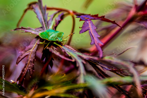 Green insect, Cassida viridis on plant leafs photo