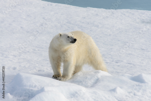Polar bear (Ursus maritimus) on the pack ice north of Spitsbergen Island, Svalbard with reflection