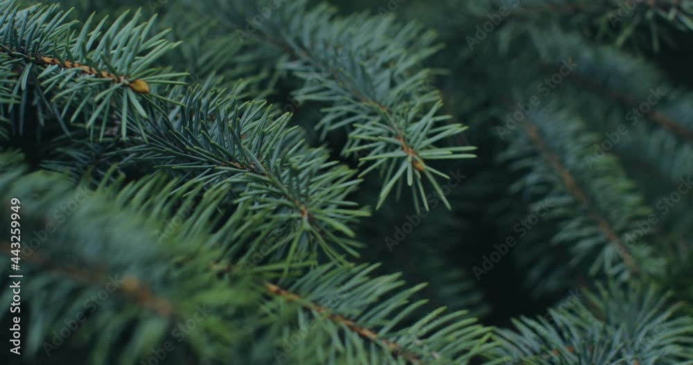 Natural green fir, close up video. Evergreen fragrant coniferous twigs. Aromatherapy, landscaping concept Natural green fir, close up video. Evergreen fragrant coniferous twigs. Aromatherapy, landscaping concept