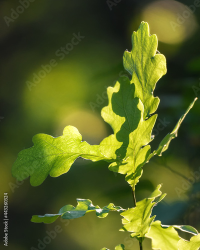 oak branch with green leaves close-up in sunlight on a blurry background