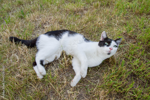 Black and white cat being playful on grass in a garden