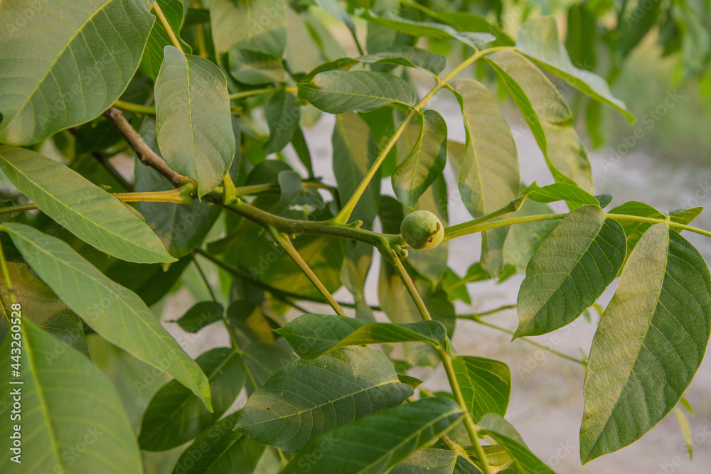 The common walnut, green, not ripe yet, on the tree The common walnut, green, not ripe yet, on the tree