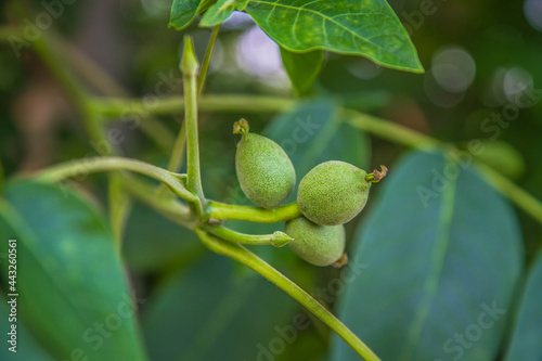 The common walnut, green, not ripe yet, on the tree 