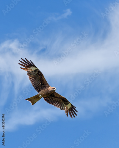 flying black kite on the background of a blue sky with white clouds  close-up