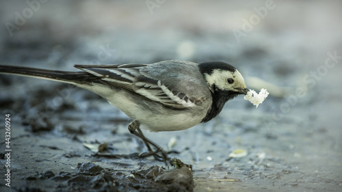 Wagtal with a bread in a beak. Mother wagtail got a food for a chicks . Female wagtale .