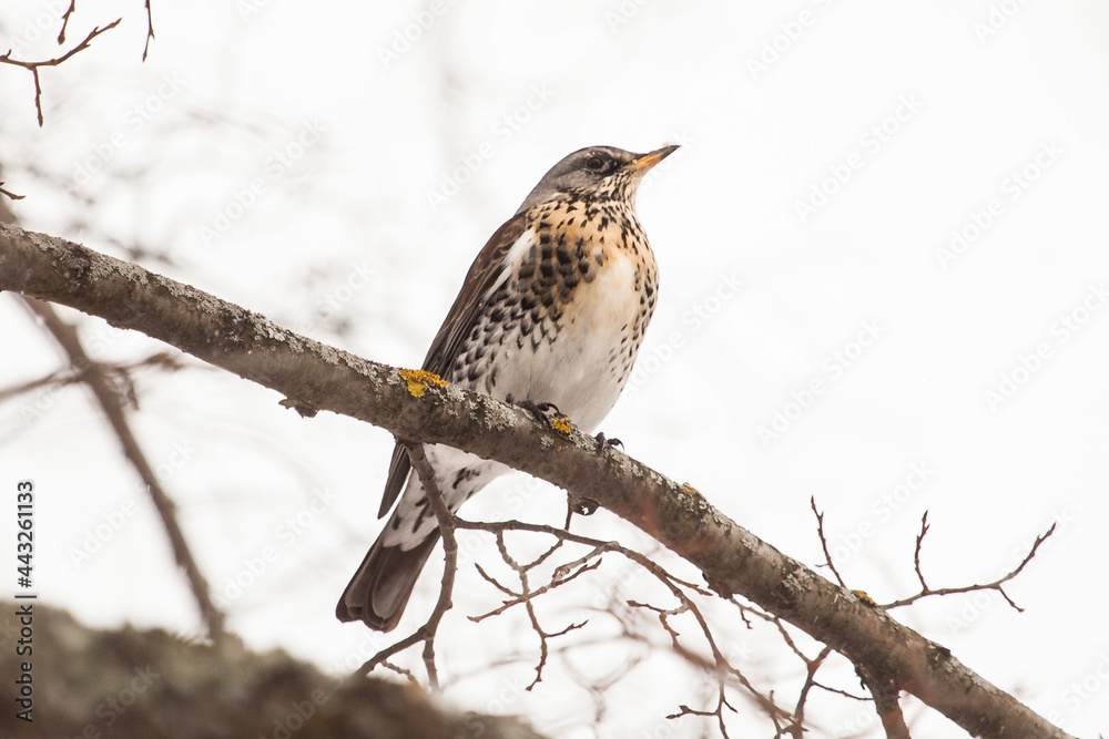 a blackbird sits on a tree branch in a winter forest a blackbird sits on a tree branch in a winter forest