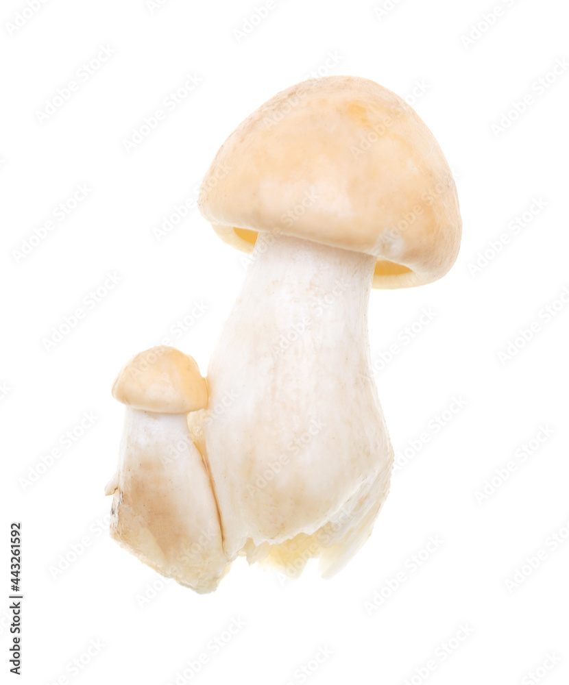 Mushroom Calocybe gambosa on a white background. Mushroom Calocybe gambosa on a white background.