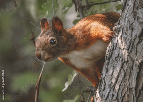 Neugieriges Eichhörnchen im Baum © Micha Trillhaase