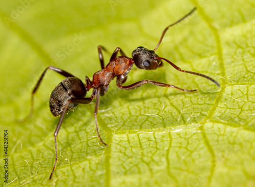 Close-up of an ant on a green leaf.