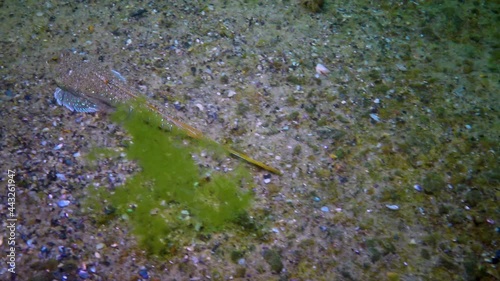 The Sailfin dragonet (Callionymus pusillus), male of a beautiful fish swims over the seabed, the Black Sea. photo