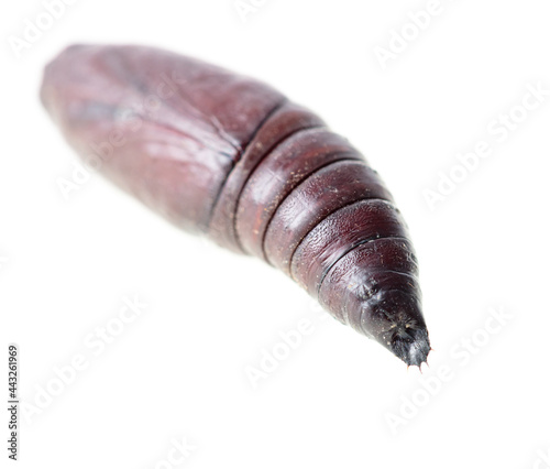 Close-up of a pupa of an insect on a white background.