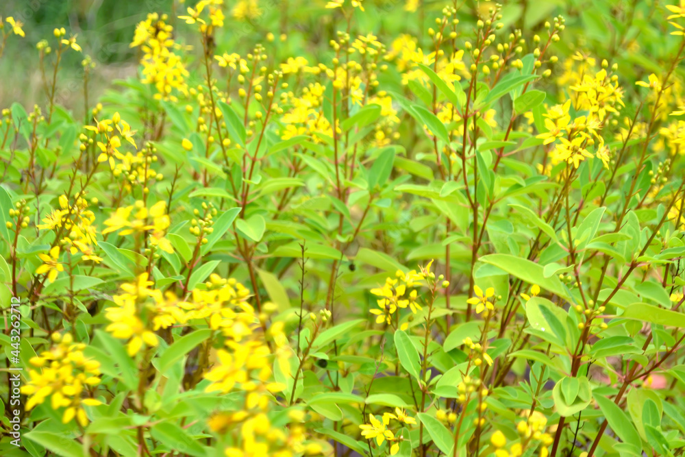 Little Yellow flower Thryallis glauca, Galphimia, Gold Shower medium shrub Dark yellow flowers inflorescence Background photo Little Yellow flower Thryallis glauca, Galphimia, Gold Shower medium shrub Dark yellow flowers inflorescence Background photo