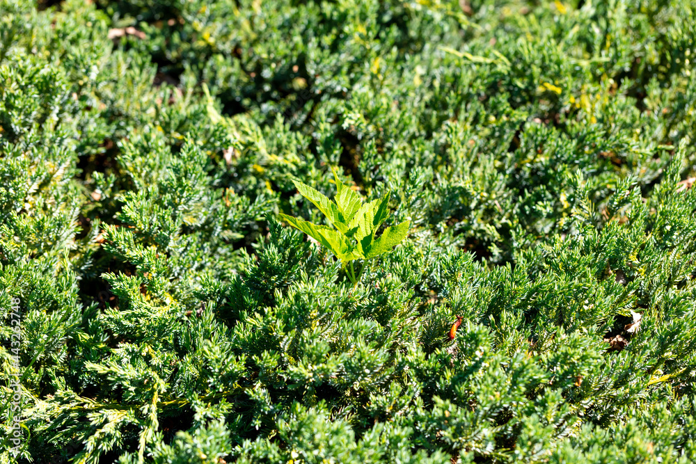 Coniferous tree branches in the park. Coniferous tree branches in the park.