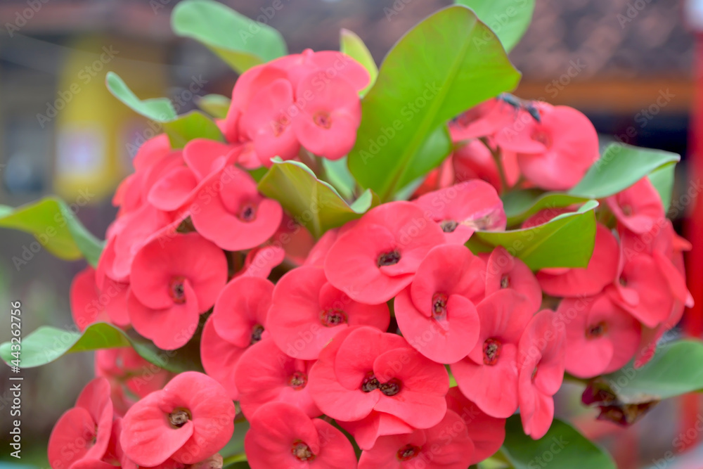 Euphorbia milii-Indoor flowering red plant with thorns on a blurry background Euphorbia milii-Indoor flowering red plant with thorns on a blurry background