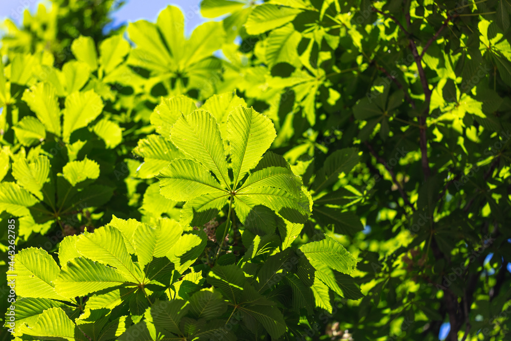 Green leaves on chestnut in the park Green leaves on chestnut in the park