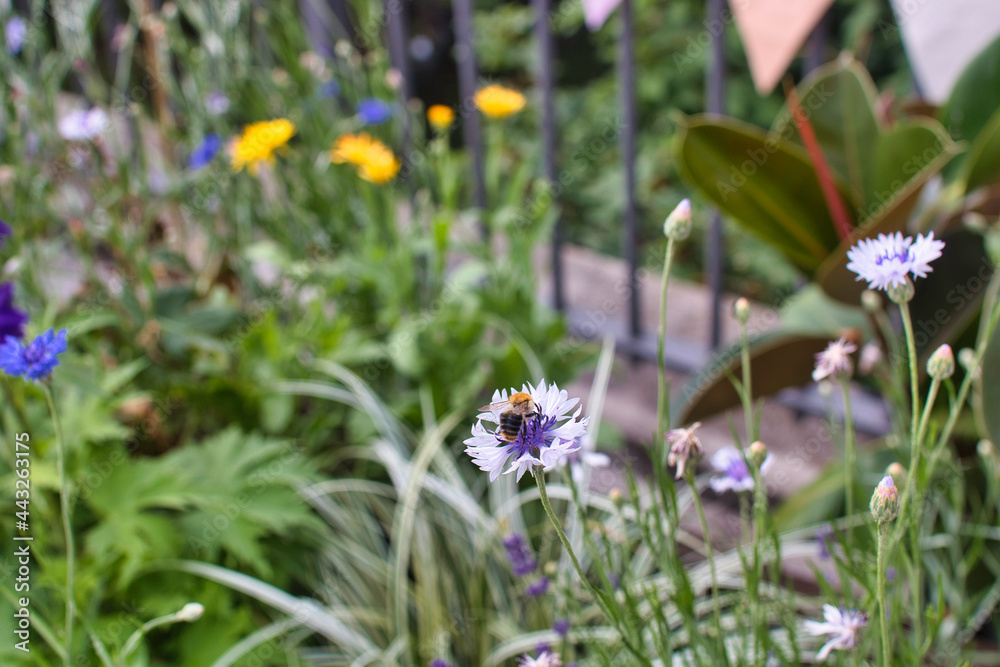 Fototapeta premium bee on a flower