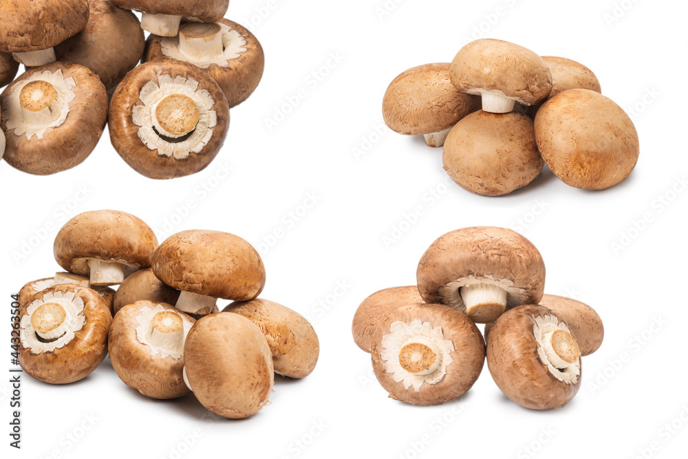 Tasty mushroom isolated on white background. Tasty mushroom isolated on white background.