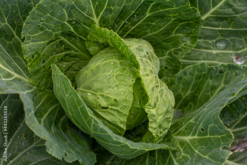Cabbage grows in the garden. Agricultural industry. Growing cabbage. Cabbage grows in the garden. Agricultural industry. Growing cabbage.