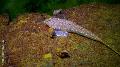 The Sailfin dragonet (Callionymus pusillus), male of a beautiful fish swims over the seabed, the Black Sea. photo