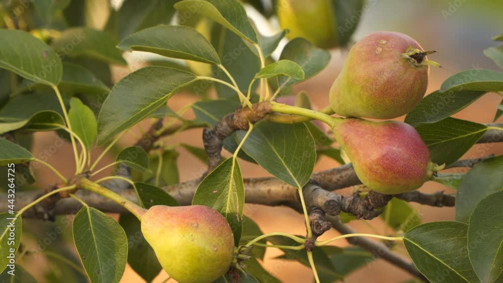 Red-green pears on a branch against the background of foliage and gentle sunlight Red-green pears on a branch against the background of foliage and gentle sunlight