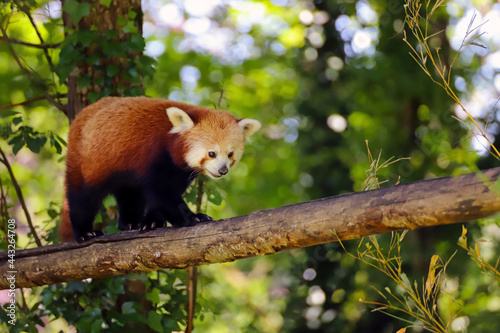 Adorable panda roux dans les arbres