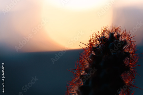 サボテンと朝焼け