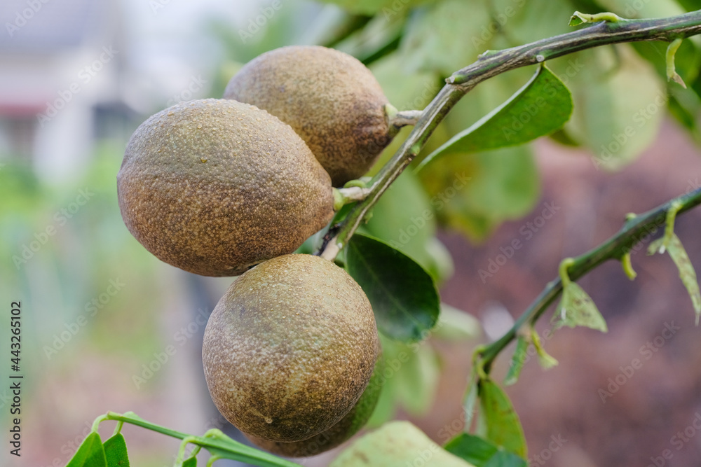 Fototapeta premium Disease in citrus fruit.Lemon tree canker disease.