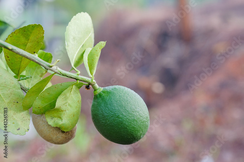 Bilde på lerret Disease in citrus fruit.Lemon tree canker disease.