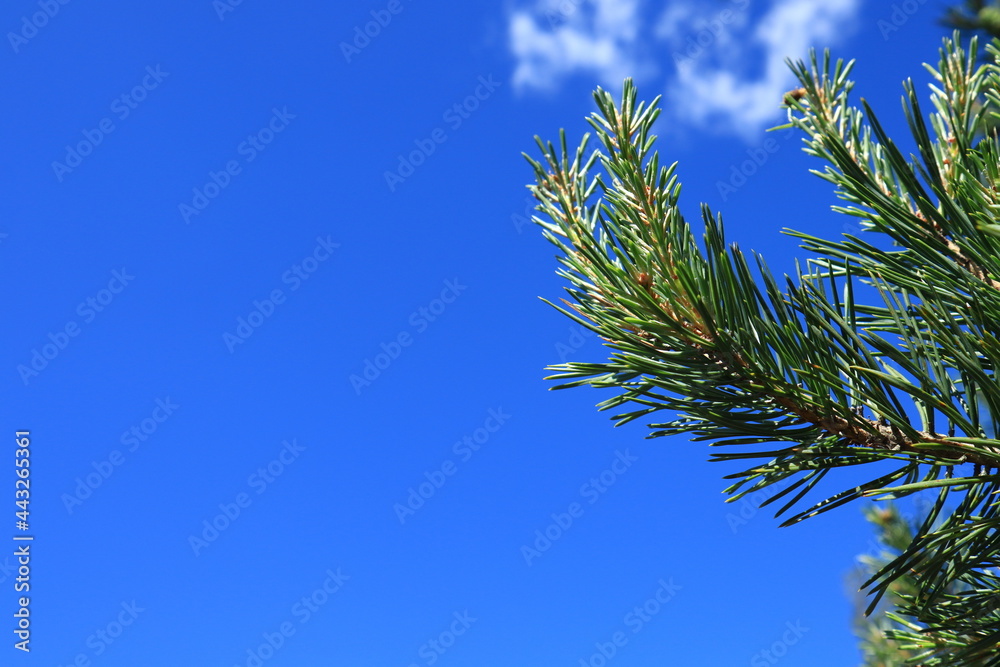 Close up of a needle tree. Fir or pine. Sunny day outside. Clear blue sky in the background. Copy space area. Stockholm, Sweden, Europe. Close up of a needle tree. Fir or pine. Sunny day outside. Clear blue sky in the background. Copy space area. Stockholm, Sweden, Europe.