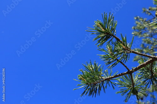 Close up of a needle tree. Fir or pine. Sunny day outside. Clear blue sky in the background. Copy space area. Stockholm, Sweden, Europe.