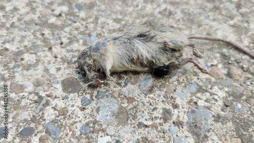 Dead rat on cement floor old background and filled with flies bluebottle swarm.